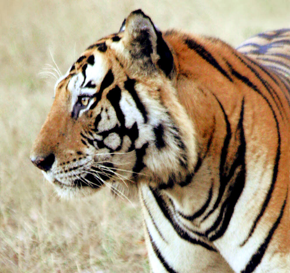 Tiger, Kahna: Munna- profile